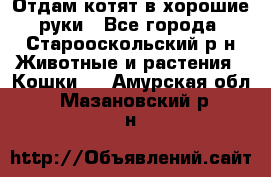 Отдам котят в хорошие руки - Все города, Старооскольский р-н Животные и растения » Кошки   . Амурская обл.,Мазановский р-н